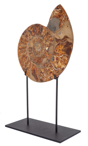 Ammonite Cleoniceras sp. 