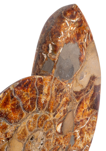 Ammonite Cleoniceras sp. 