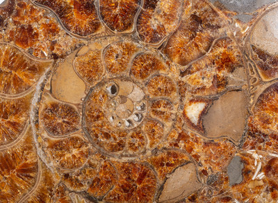 Ammonite Cleoniceras sp. 