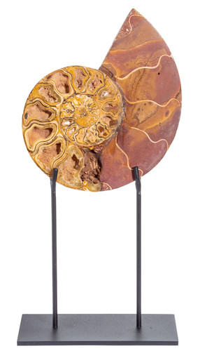 Ammonite Cleoniceras sp. 
