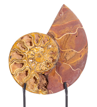 Ammonite Cleoniceras sp. 