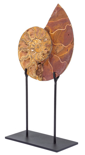 Ammonite Cleoniceras sp. 