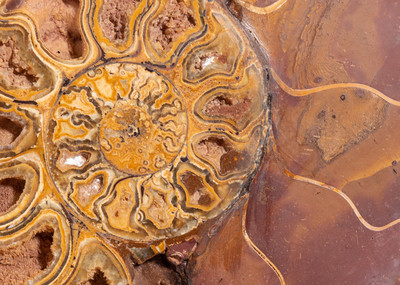 Ammonite Cleoniceras sp. 