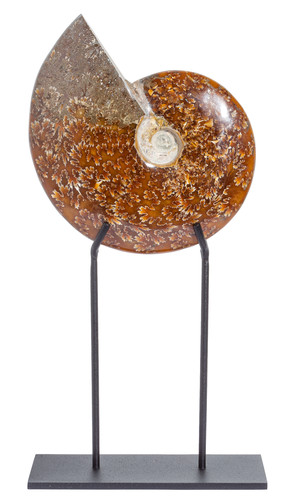 Ammonite Cleoniceras sp. 