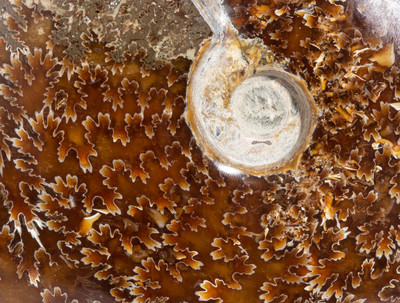 Ammonite Cleoniceras sp. 