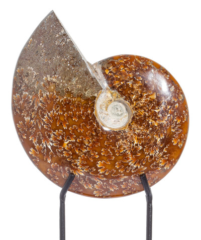 Ammonite Cleoniceras sp. 