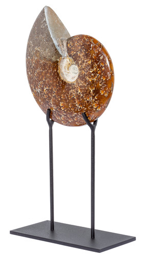 Ammonite Cleoniceras sp. 