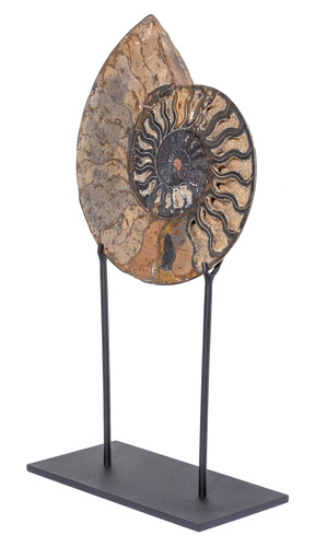 Ammonite Cleoniceras sp. 