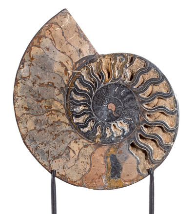 Ammonite Cleoniceras sp. 
