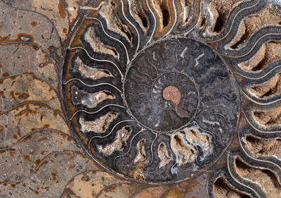 Ammonite Cleoniceras sp. 