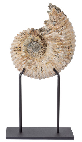 Ammonite Douvilleiceras mammilatum 