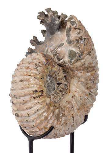 Ammonite Douvilleiceras mammilatum 