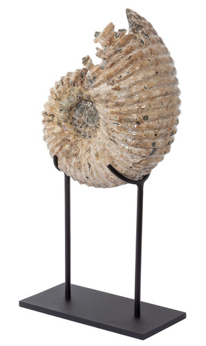 Ammonite Douvilleiceras mammilatum 