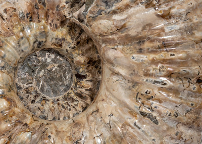 Ammonite Douvilleiceras mammilatum 