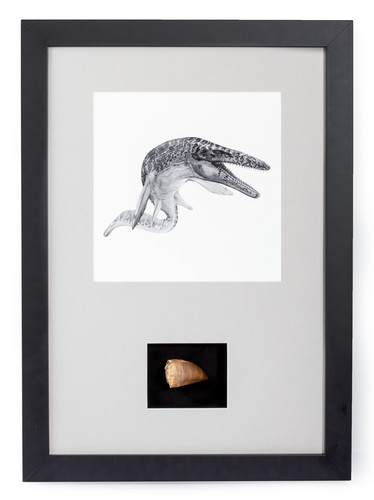 Mosasaurus tooth panel