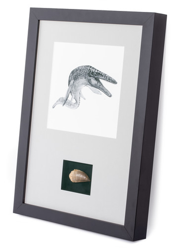 Mosasaurus tooth panel