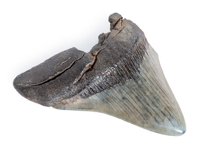 Megalodon tooth 10,5 cm (4.13