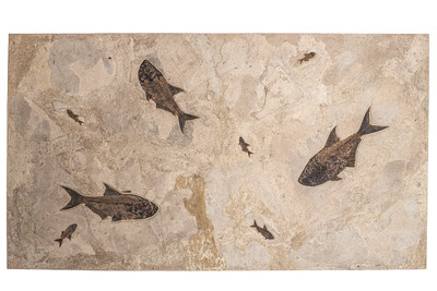 Plate with fishes Diplomystus sp. and Knightia sp.