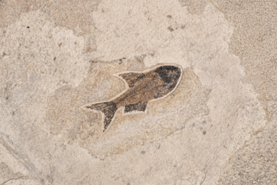 Plate with fishes Diplomystus sp. and Knightia sp.