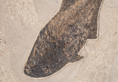 Plate with fishes Diplomystus sp. and Knightia sp.