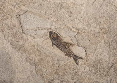 Plate with fishes Diplomystus sp. and Knightia sp.