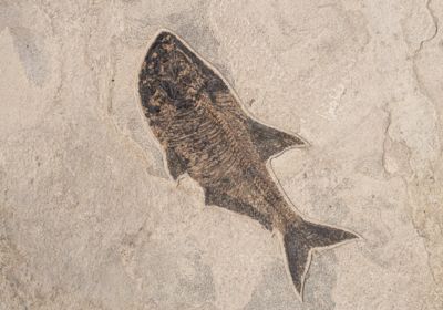 Plate with fishes Diplomystus sp. and Knightia sp.