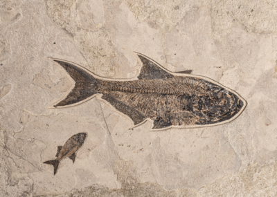 Plate with fishes Diplomystus sp. and Knightia sp.