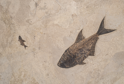 Plate with fishes Diplomystus sp. and Knightia sp.