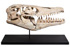  Prognathodon sp. skull