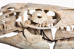  Prognathodon sp. skull