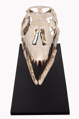  Prognathodon sp. skull