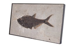 Fish Diplomystus sp.