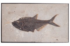 Fish Diplomystus sp.