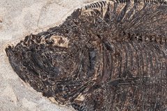 Fish Diplomystus sp.