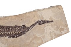 Mesosaurus