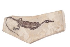 Mesosaurus