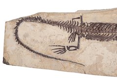 Mesosaurus