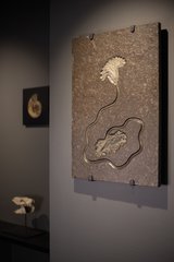 Sea lily (crinoidea)