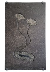 Sea lily (crinoidea)