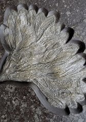 Sea lily (crinoidea)