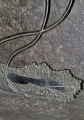 Sea lily (crinoidea)