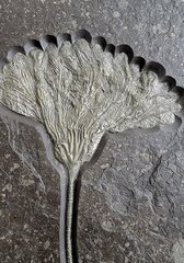 Sea lily (crinoidea)