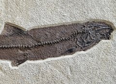 Fish Notogoneus osculus 