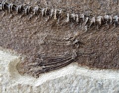 Fish Notogoneus osculus 