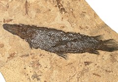 Garfish Atractosteus simplex