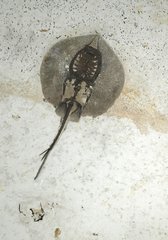 Stingray Heliobatis sp.