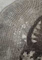 Stingray Heliobatis sp.