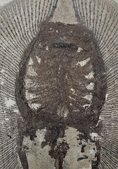 Stingray Heliobatis sp.