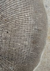 Stingray Heliobatis sp.