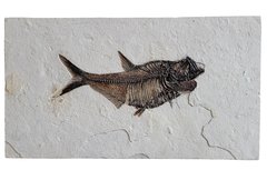 Fish Diplomystus sp.